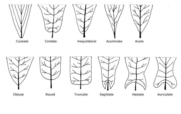 leaf bases